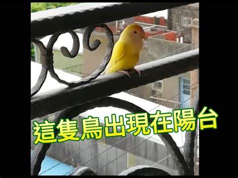 陽台飛來一隻鳥|【陽台飛來一隻鳥】陽台飛來吉祥鳥！預示著你家最近。